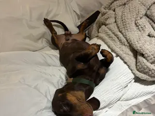 Dachshund dogs Miniature Dachshund - Advert 1