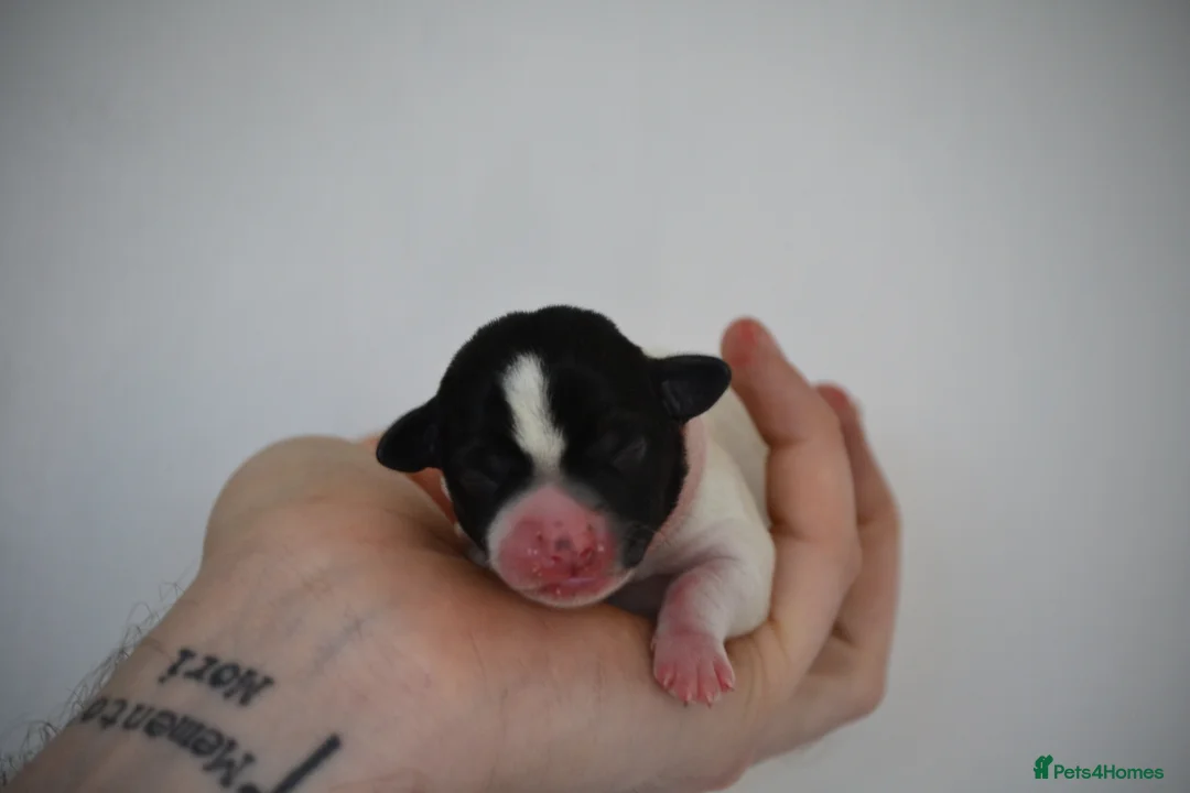 Jack Russell dogs for sale: Traditional Jack Russell  - Advert 6