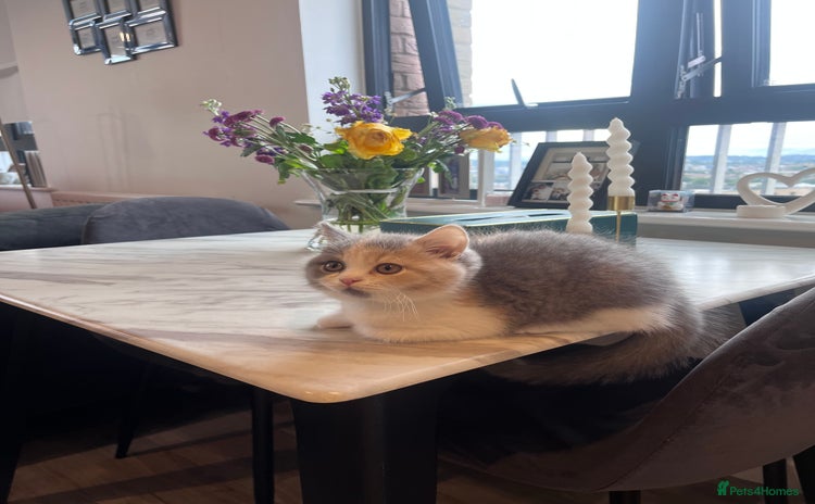 British Shorthair cats - Advert 13