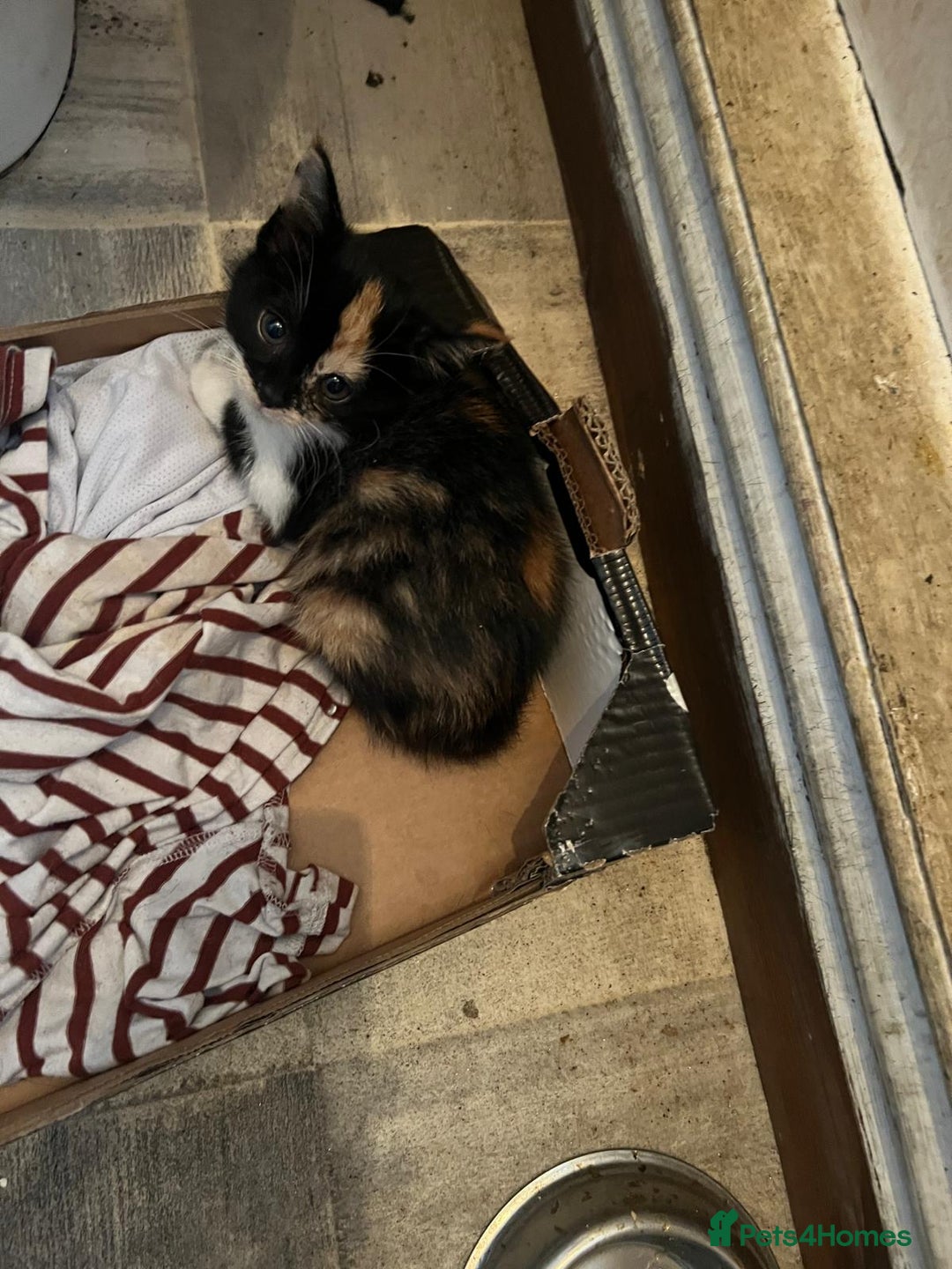 Mixed Breed cats for sale: 2 kittens ready for collection  - Image 2
