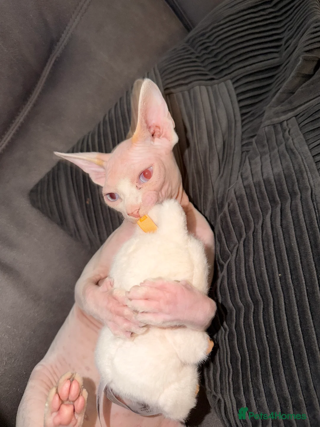 Sphynx cats for sale: Female sphynx in Birmingham - Advert 2