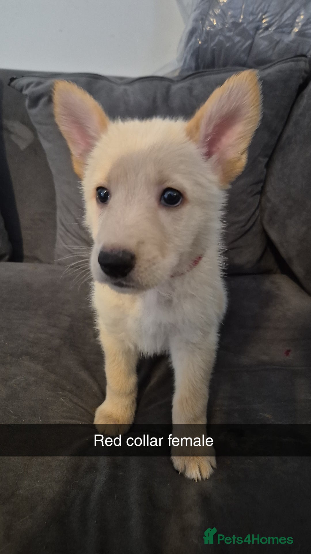 Mixed Breed dogs for sale: Shepinois puppies  - Advert 5