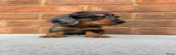 Miniature Dachshund dogs for sale: Champion bloodline miniature long haired dachshund - Advert 5