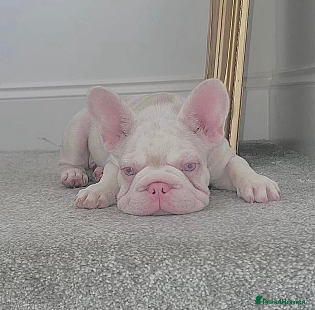 French Bulldog dogs for sale: Caramel Pink Husky Koi Male Puppy - Advert 16