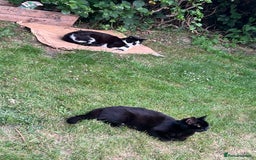Mixed Breed cats for sale: 2 beautiful kittens looking for a new home - Image 10