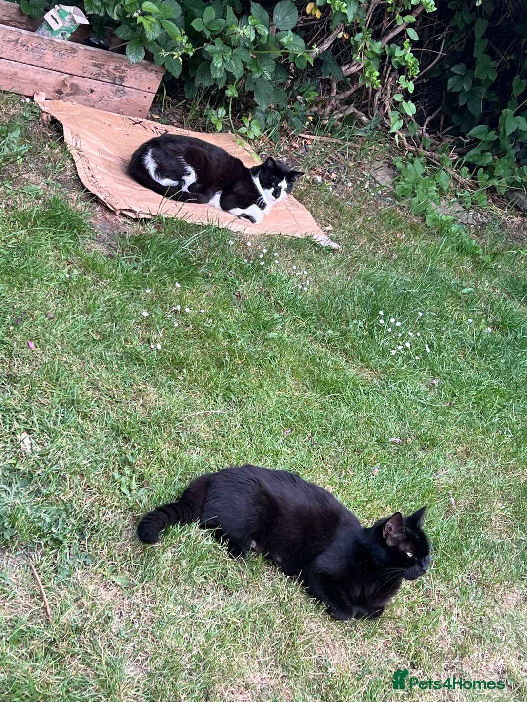 Mixed Breed cats for sale: 2 beautiful kittens looking for a new home - Image 10