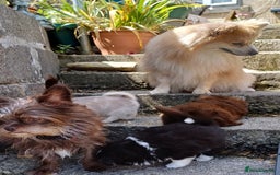 Pomchi dogs for sale: Pomchi - Image 12