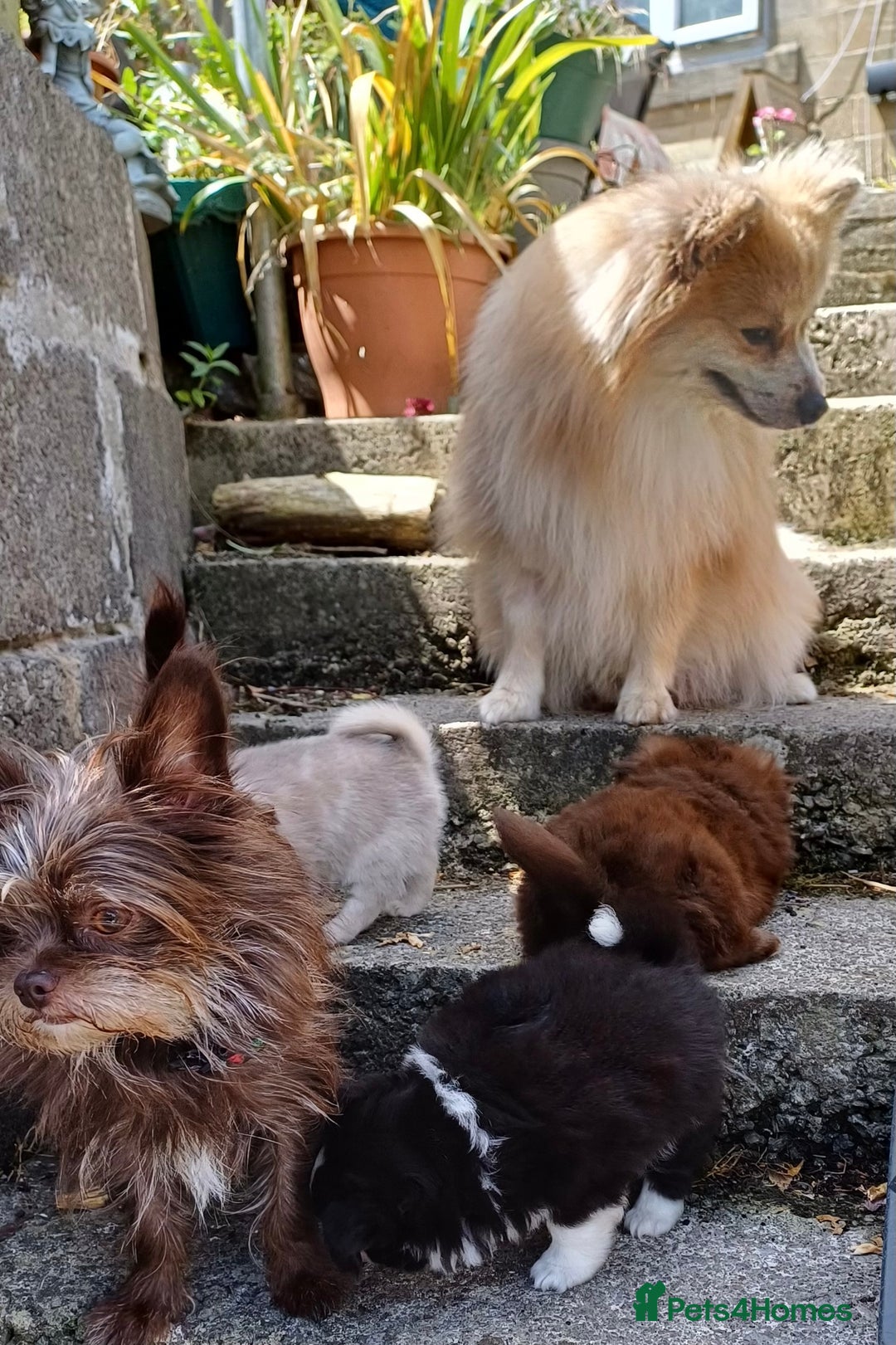 Pomchi dogs for sale: Pomchi - Image 12