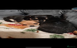 Chihuahua dogs for sale: Tiny chihuahua's  - Image 9