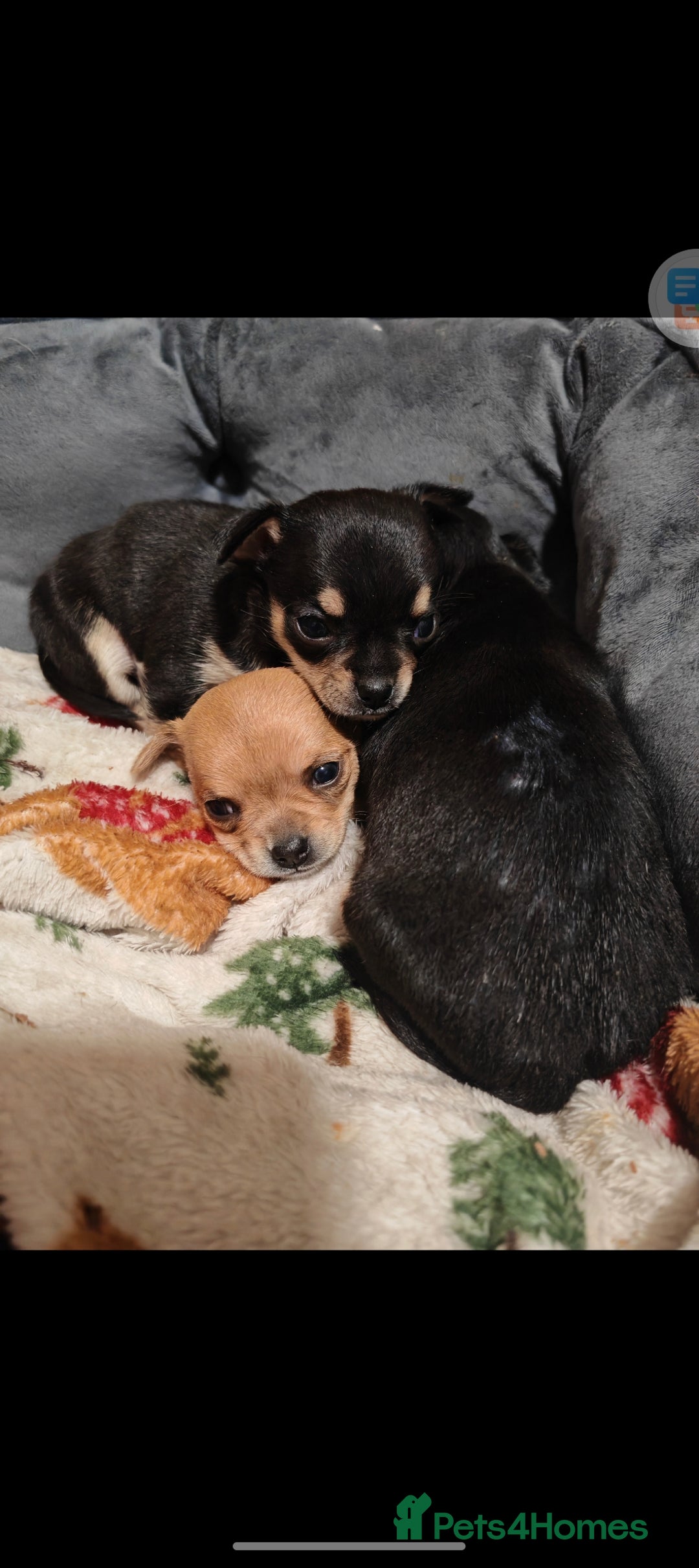 Chihuahua dogs for sale: Tiny chihuahua's  - Image 9