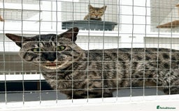 Savannah cats for sale: Retired F5 Silver Savannah boy with black nose - Image 4