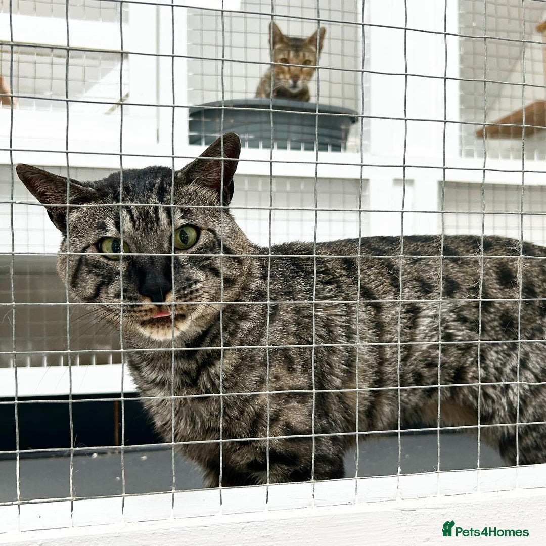 Savannah cats for sale: Retired F5 Silver Savannah boy with black nose - Image 4