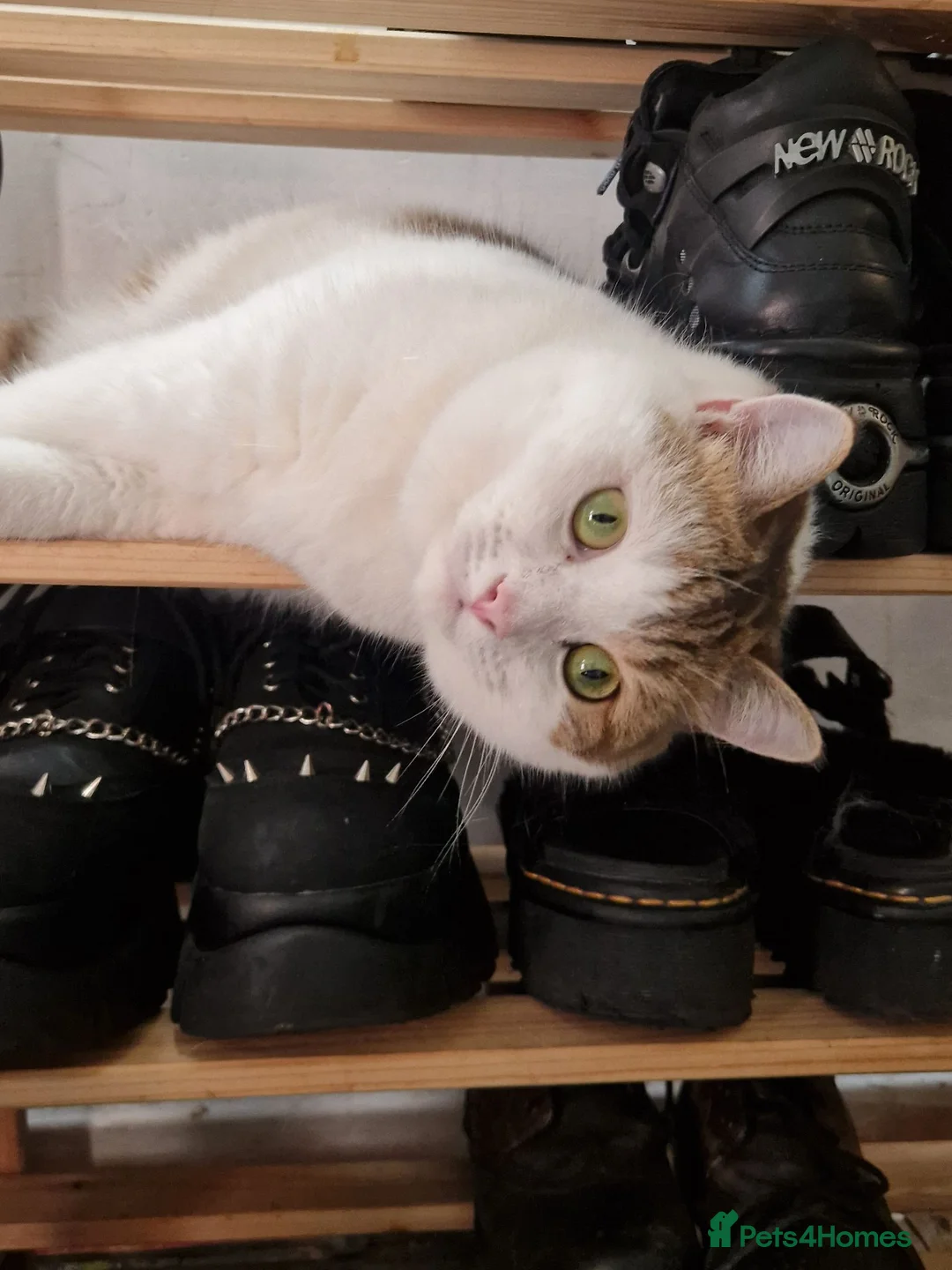 Mixed Breed cats for sale: Teddy - Advert 1