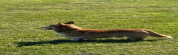 Welsh Corgi Cardigan dogs for stud: Beautiful KC Corgi Stud  - Advert 7