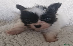 Papillon dogs for sale: KC Papillon. DNA health tested.  - Image 15