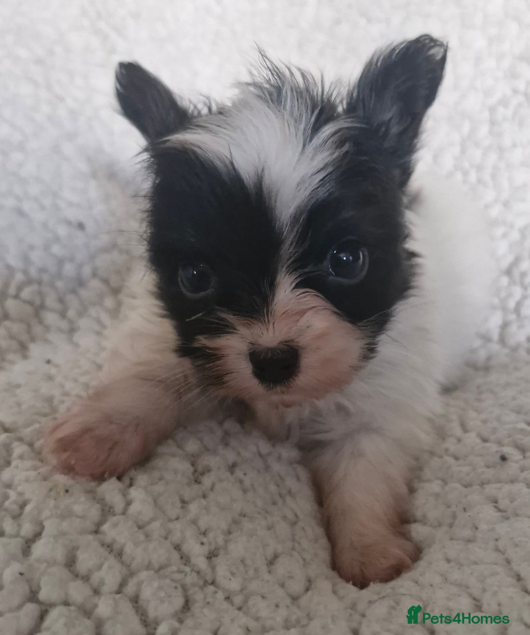 Papillon dogs for sale: KC Papillon. DNA health tested.  - Image 15