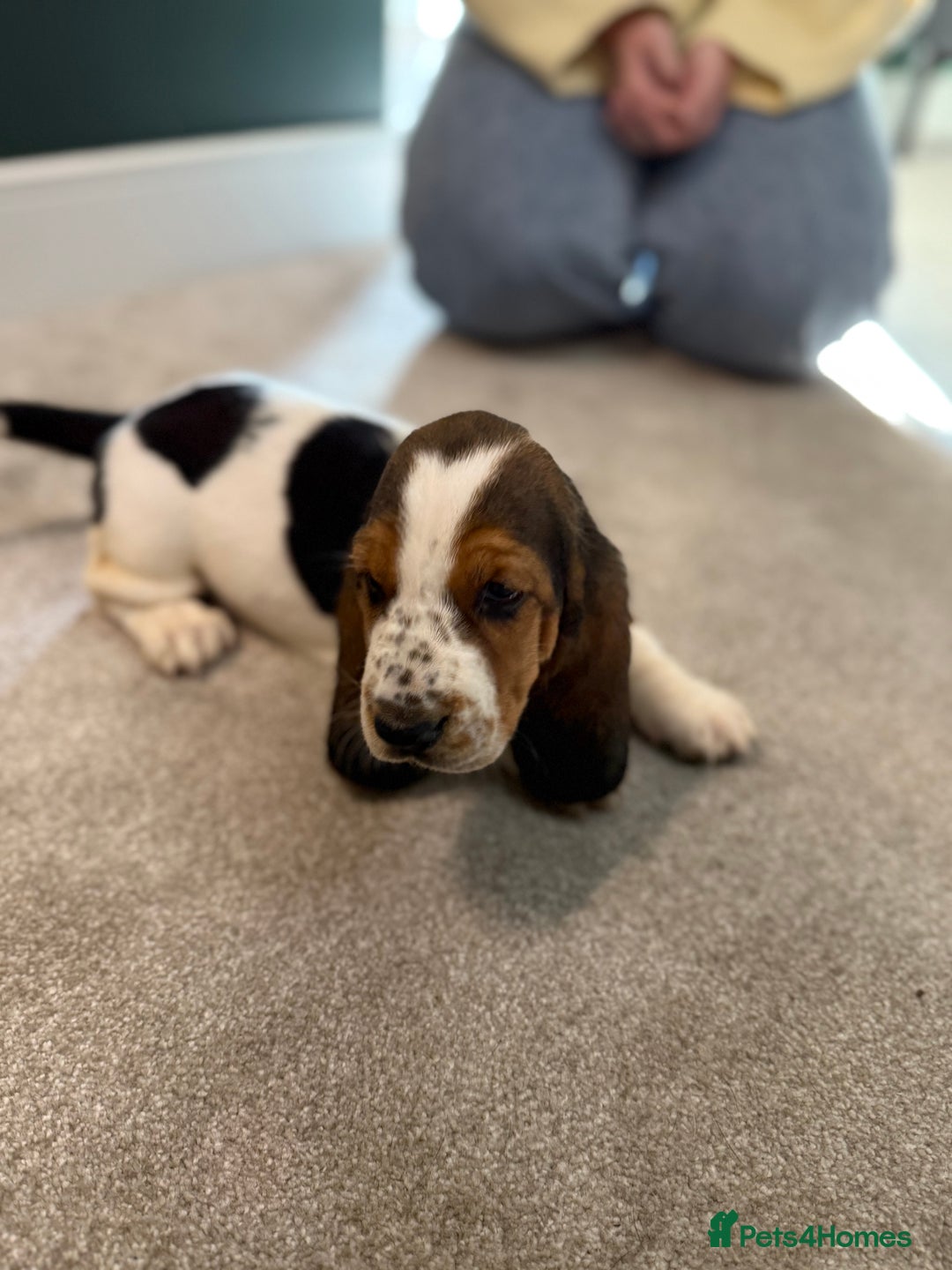 Basset Hound dogs for sale: Beautiful Basset Hound Puppies  - Image 17