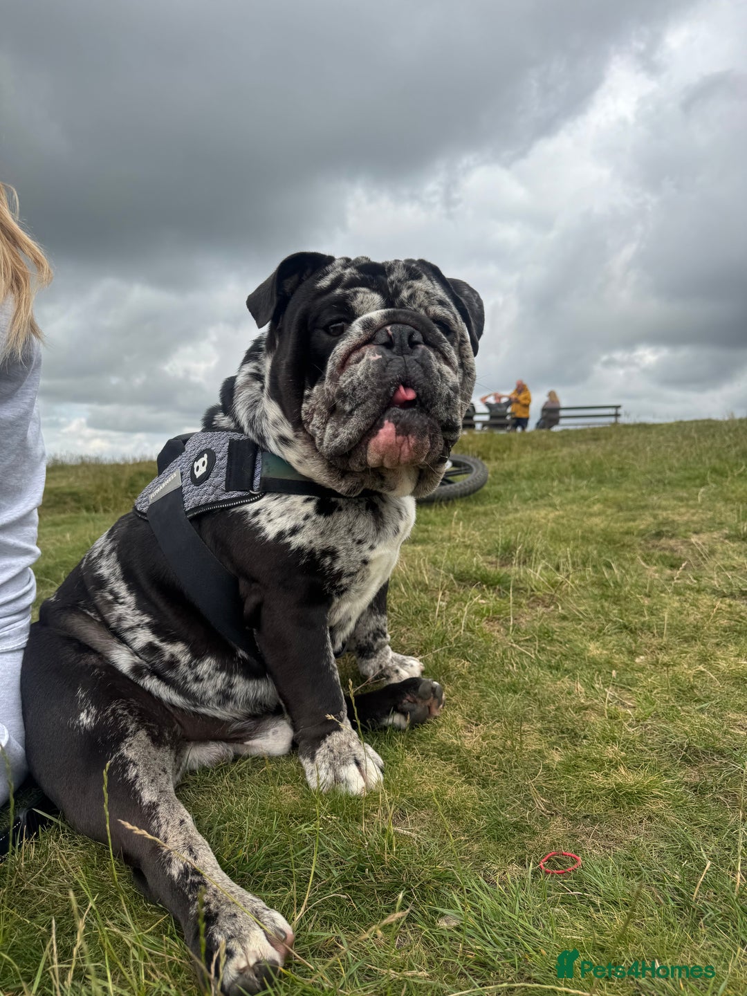 English Bulldog dogs for sale: Black Merle English Bulldog - Image 6