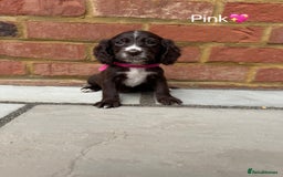 Cocker Spaniel dogs for sale: Beautiful cocker spaniel pups for sale!🐶 - Image 5