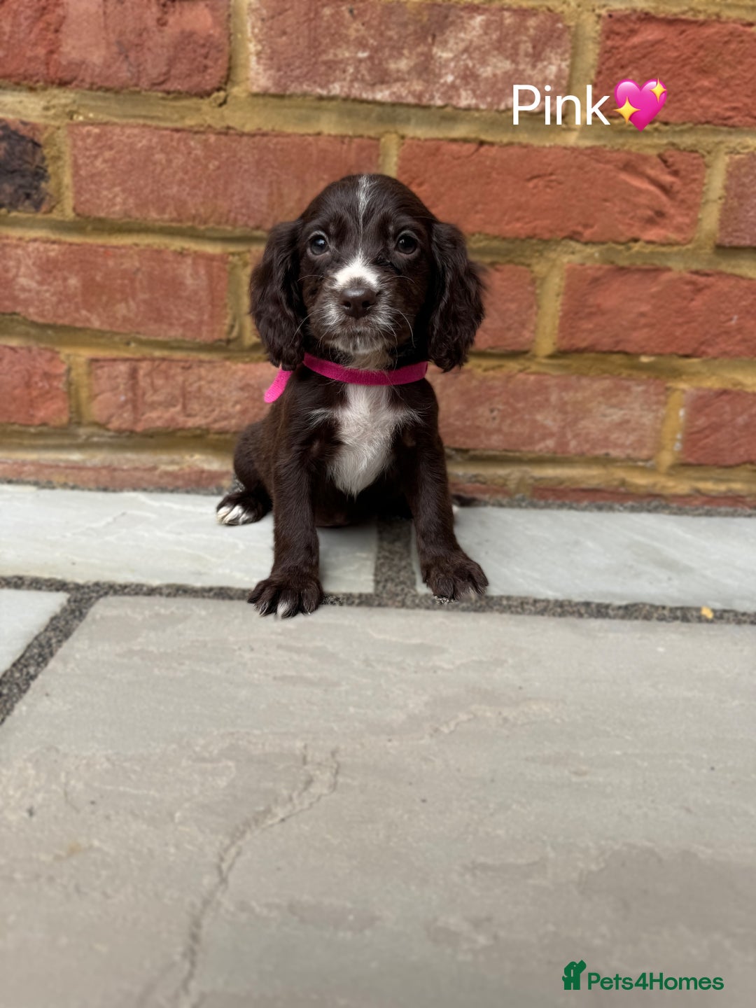 Cocker Spaniel dogs for sale: Beautiful cocker spaniel pups for sale!🐶 - Image 5