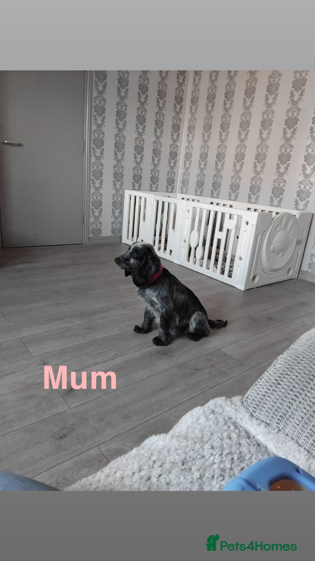 Cockapoo dogs for sale: Beautifulf1cockapoopuppies for their forever homes - Image 1