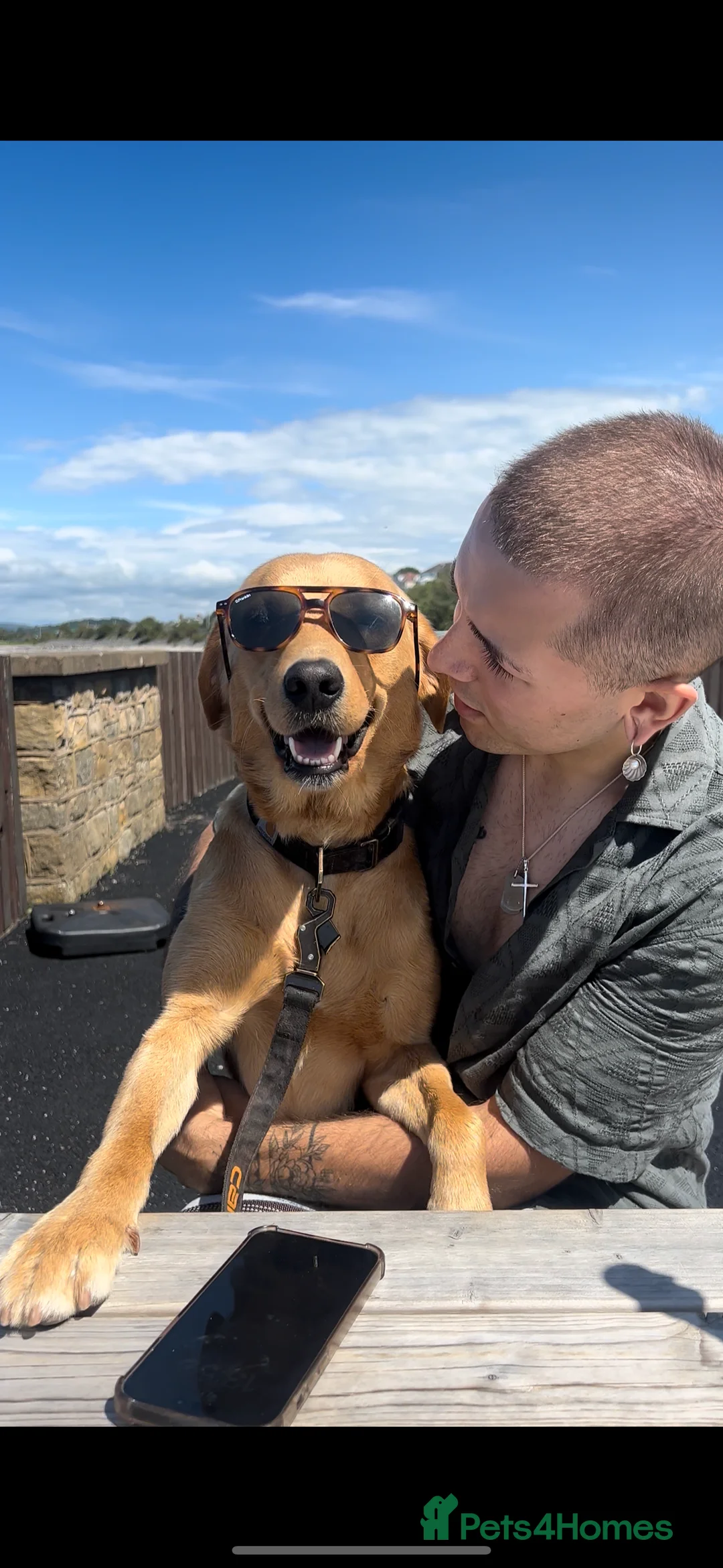 Labrador Retriever dogs for sale: Fox red Irish Labrador for loving family - Advert 15