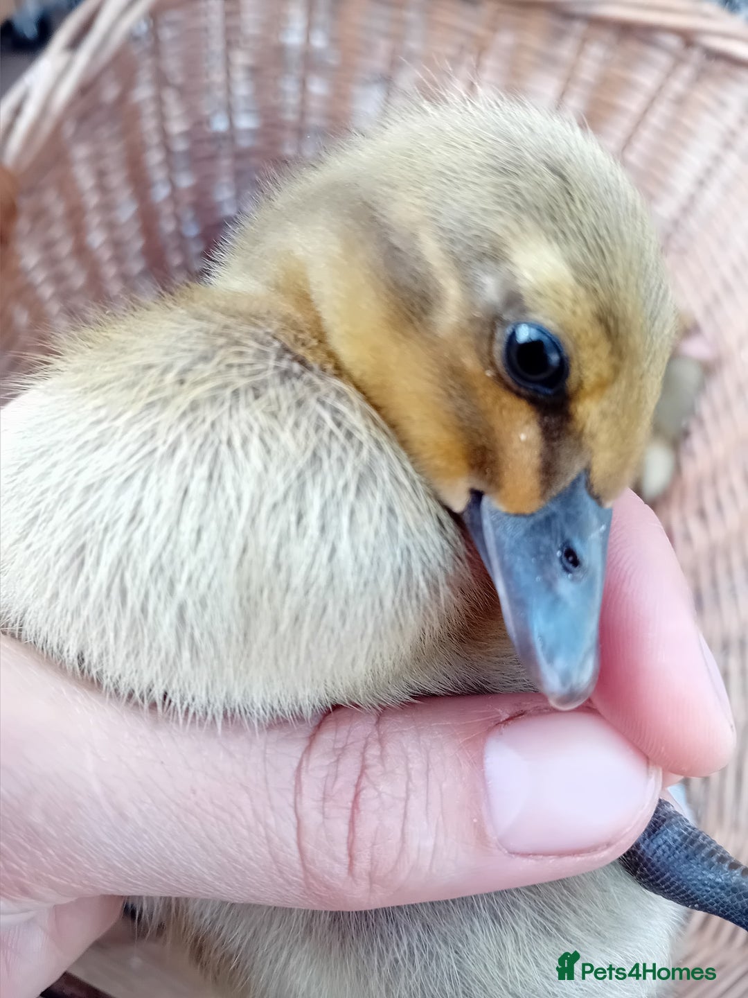 Ducks poultry for sale: Indian Runner Ducklings looking for Loving Homes - Image 11