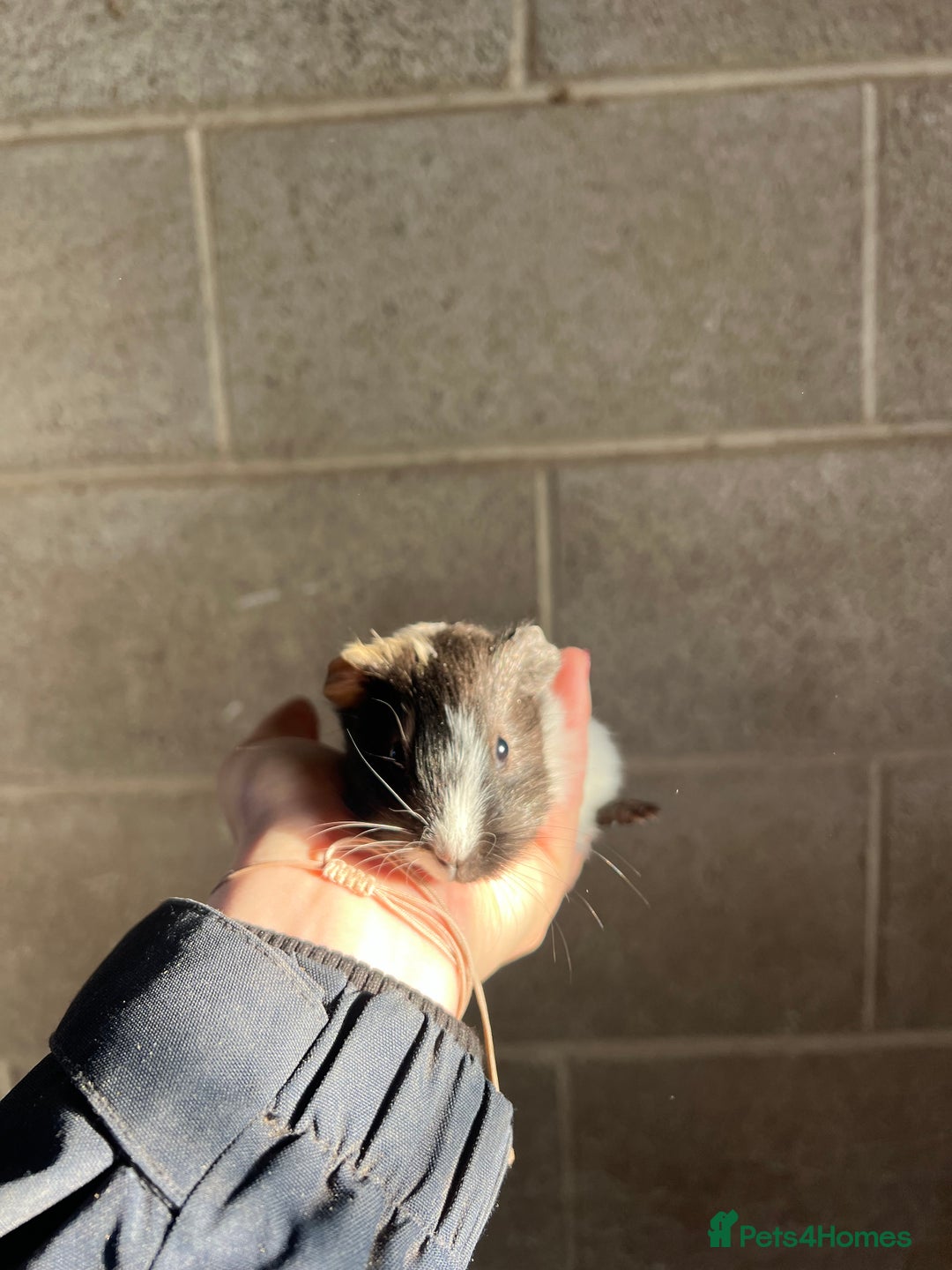 Guinea Pig rodents for sale: Three lovely boys looking for their forever home!  - Advert 11