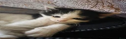 Mixed Breed cats for sale: Cats for sale  - Advert 14