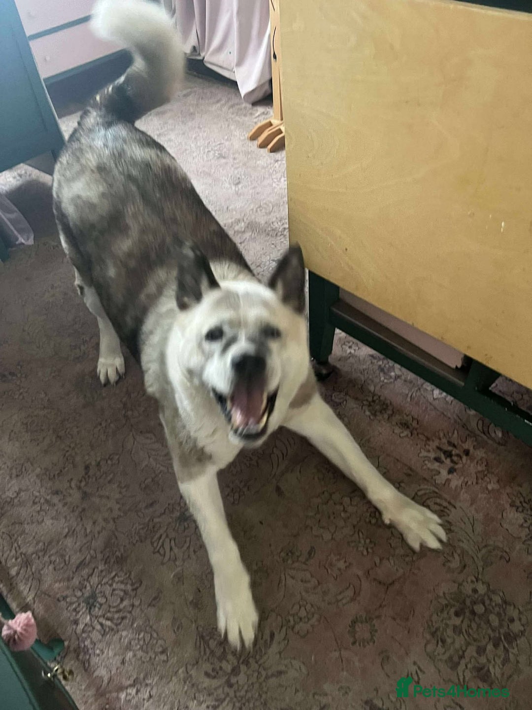 Akita dogs for adoption: Niko needs you! - Image 1