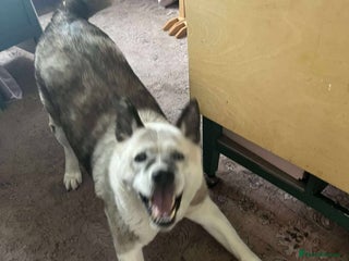 Akita dogs Niko needs you! - Advert 17