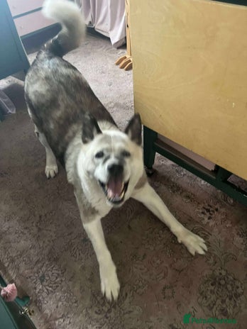 Akita dogs - Advert 1