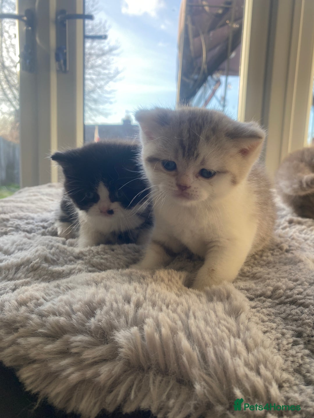 British Shorthair cats for sale: British shorthair longhair TICA boys tabby bio - Advert 12