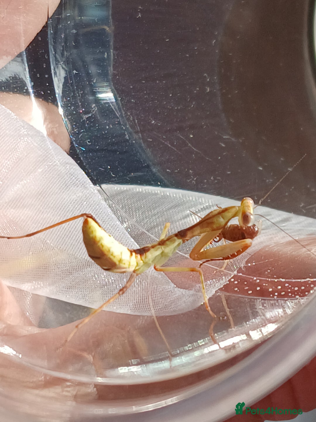 Praying Mantis invertebrates for sale: Mixed inverts mantis and more - Advert 7