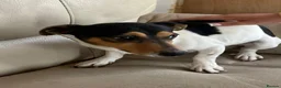 Jack Russell dogs for sale: 3 boy Jack russel pups - Advert 2