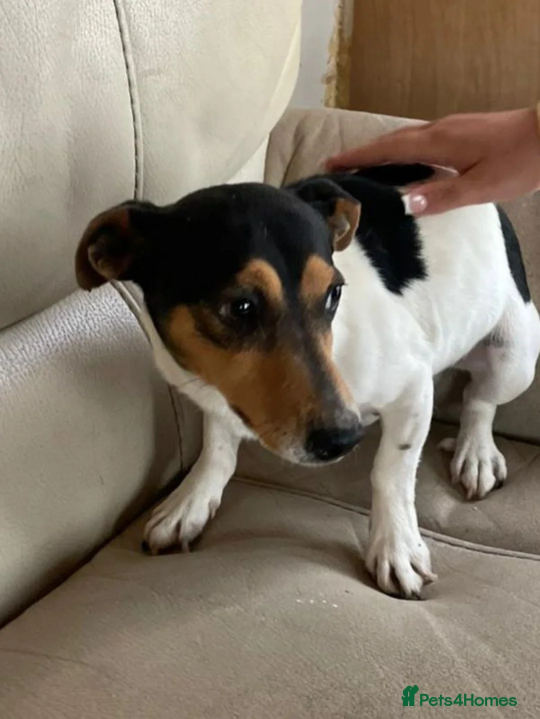 Jack Russell dogs for sale: 3 boy Jack russel pups - Advert 2