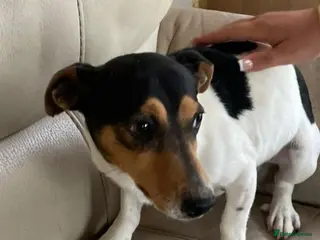 Jack Russell dogs 3 boy Jack russel pups - Advert 2