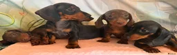 Miniature Dachshund dogs for sale: ❤️🐾 Adorable Miniature Dachshunds 🐾❤️ - Advert 20