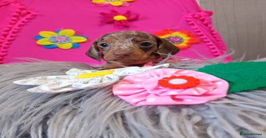 Miniature Dachshund dogs - Advert 15