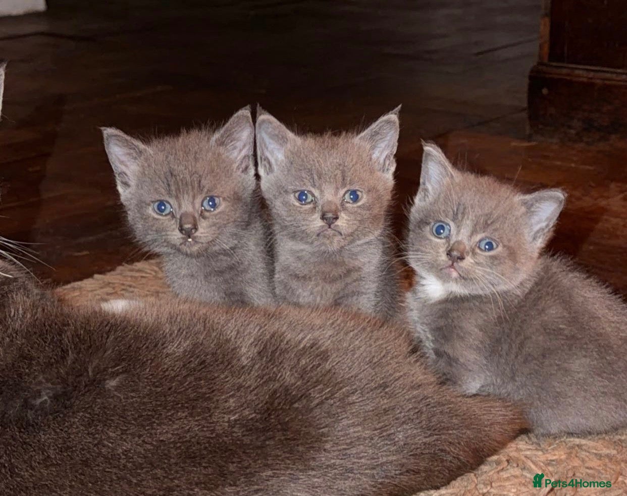 Domestic Shorthair cats for sale: 4Beautiful blue/grey Domestic Shorthair kittens 💕 - Advert 18