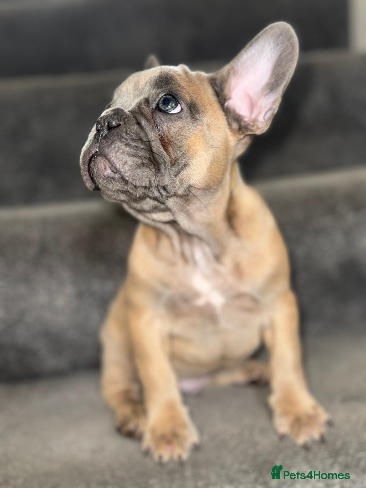 French Bulldog dogs French bulldogs  - Advert 11