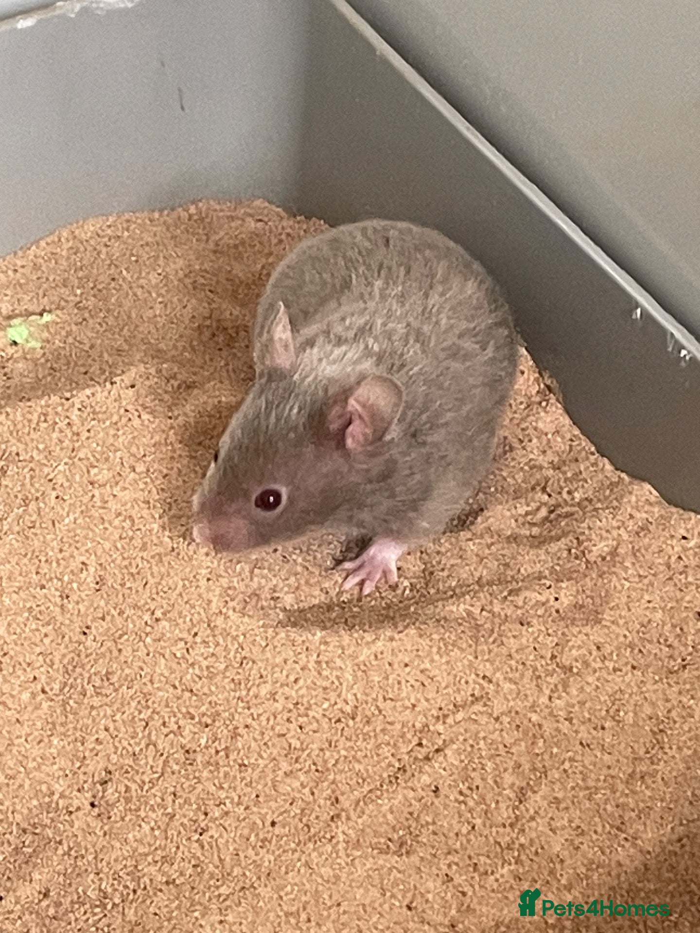 Hamster rodents Beautiful Syrian Hamsters - Advert 11