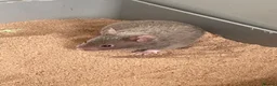 Hamster rodents for sale: Beautiful Syrian Hamsters - Advert 1