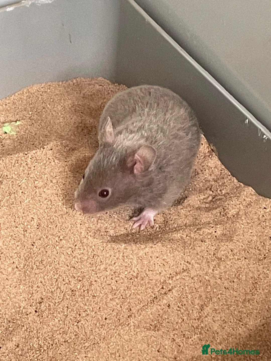 Hamster rodents for sale: Beautiful Syrian Hamsters - Advert 1