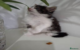 Maine Coon cats for sale: Beautiful Part Maine Coon Male Kitten - Image 14