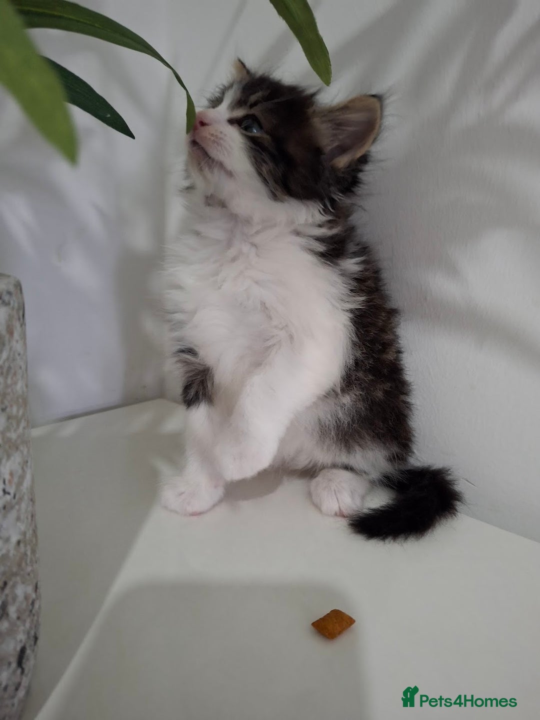 Maine Coon cats for sale: Beautiful Part Maine Coon Male Kitten - Image 14