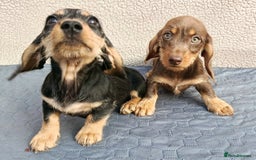 Miniature Dachshund dogs for sale: MINI WIRE READY NOW PRA LAFORA CLEAR  - Image 11