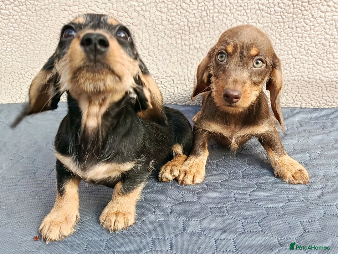 Miniature Dachshund dogs for sale: MINI WIRE READY NOW PRA LAFORA CLEAR  - Image 11