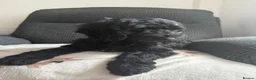 Cockapoo dogs for sale: Loving homes for F2 cockapoos  - Advert 3