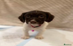 Cocker Spaniel dogs for sale: Cocker spaniel puppies ready for forever home - Advert 29